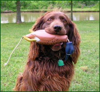 Blueduck2.jpg - 34806 Bytes