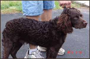 Dudleypup.jpg - 32735 Bytes