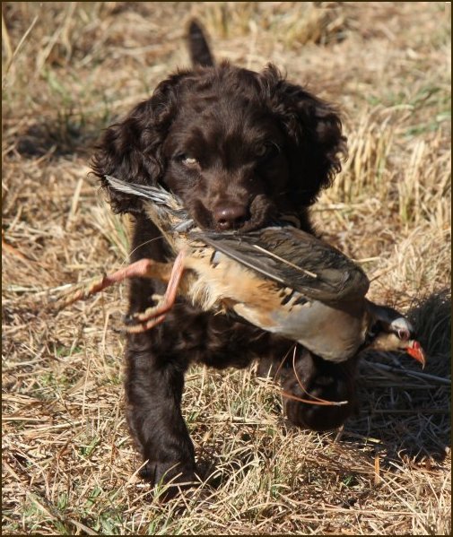 trained boykin spaniel for sale