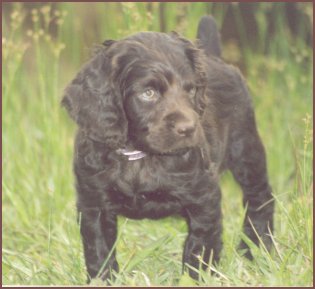 trained boykin spaniel for sale