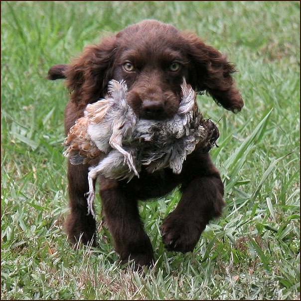 pupquail.jpg - 129069 Bytes