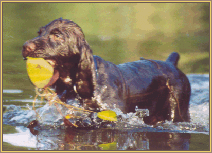 what does a 3 month old boykin spaniel puppy like to eat