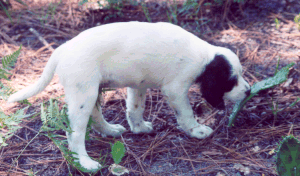 setter pup eating a cactus - 46087 Bytes align=left
